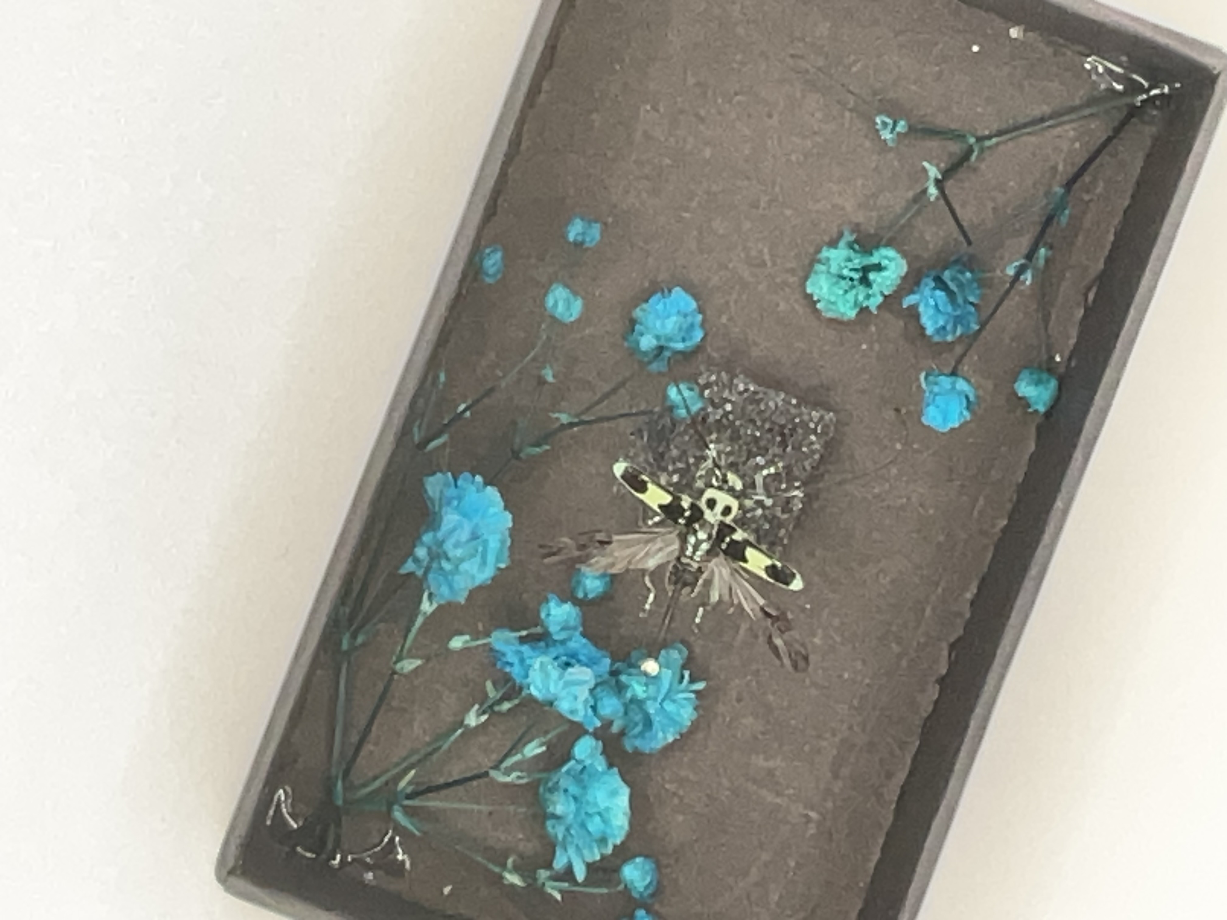 ラミーカミキリ標本